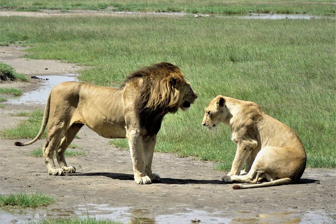 9 Days Safari To See Great Migration Crossing - Day 1: A gentle start in Arusha National Park