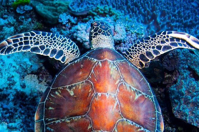 ABC Reef Safaris - Key points to know before you book