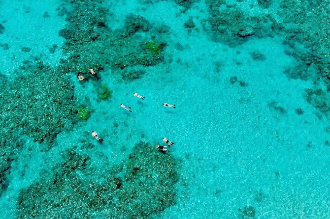 ABC Reef Safaris - Two outer reef sites, with a guide in the water