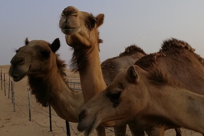 Abu Dhabi: 7-Hours Desert Safari with BBQ, Camel Ride & Sandboarding - Leaving Abu Dhabi for the Al Khaznah desert