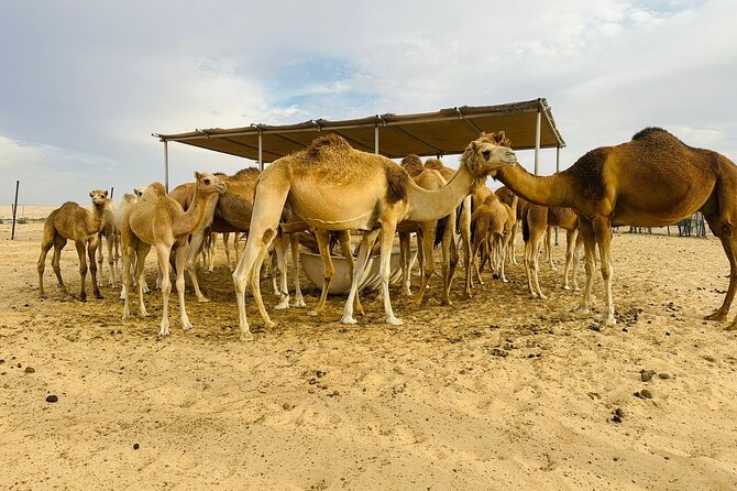 Abu Dhabi Desert Safari With BBQ Dinner & Live Shows - Henna, sheesha, and the camp’s sales pressure
