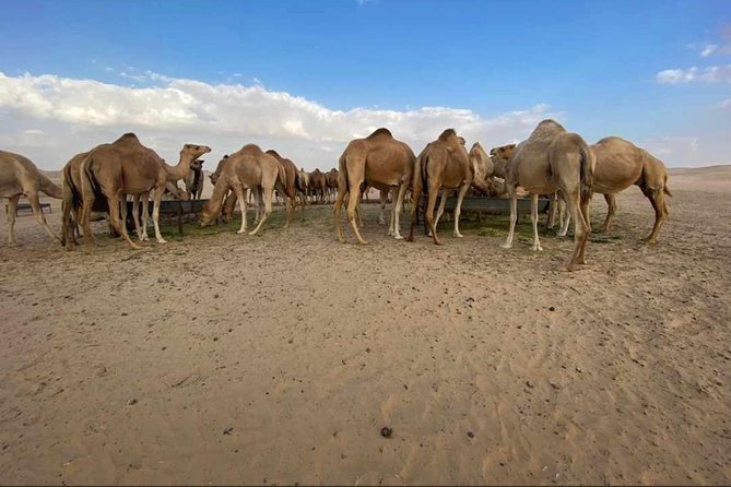 Abu Dhabi Desert safari with BBQ Dinner,Sandboarding & Camel ride - Sunset, BBQ dinner, and two stage shows