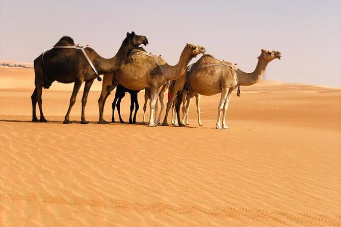 Abu Dhabi: Evening Desert Safari with Camel Ride, BBQ & Live Show - Sunset, sandboarding, and camp activities