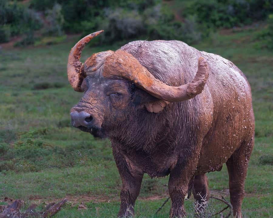 Addo Elephant Full Day Safari / Shore Excursions - Why Addo is worth a full day