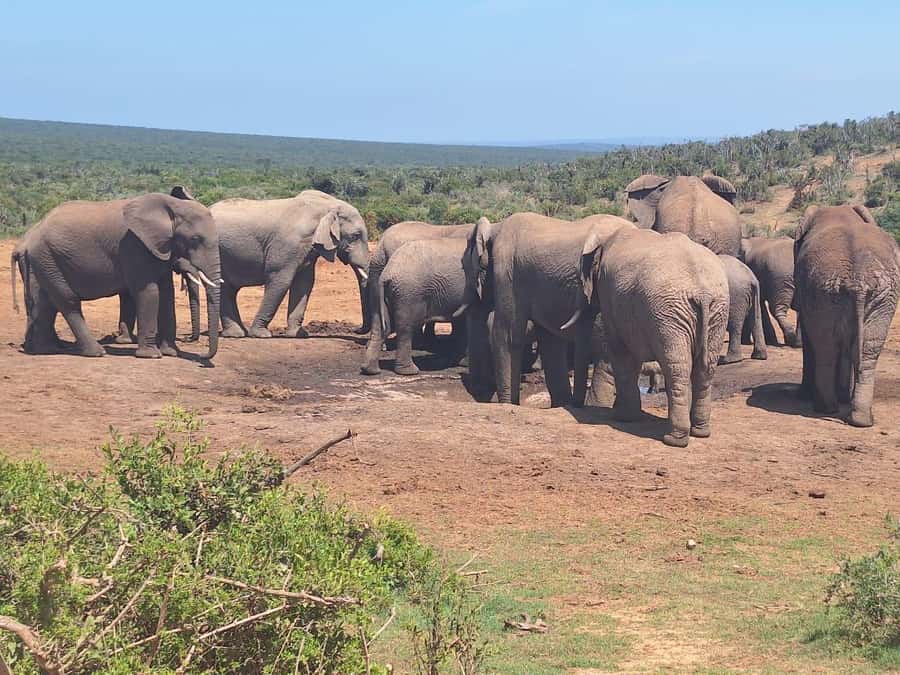 Addo Elephant Full Day Safari / Shore Excursions - Vehicle comfort, windows, and accessibility