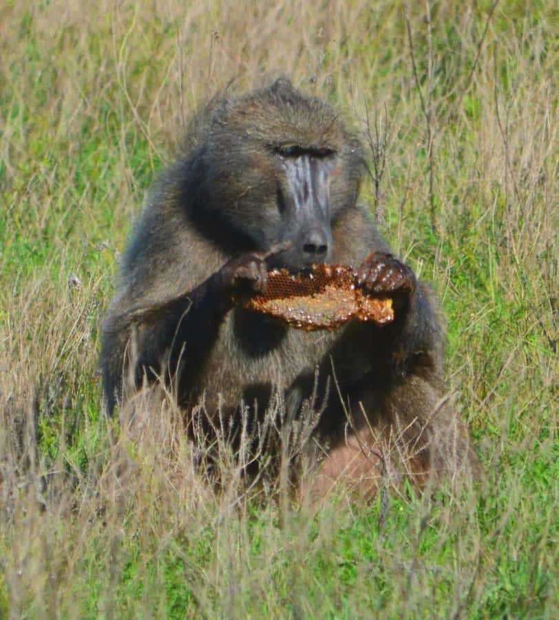 Addo Elephant Full Day Safari / Shore Excursions - The guide can make or break the day
