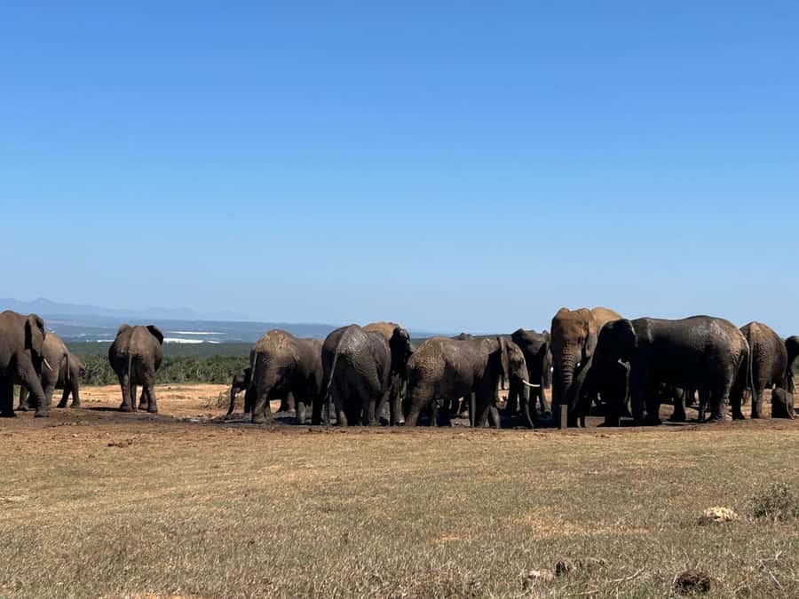 Addo Elephant Full Day Safari / Shore Excursions - Who will enjoy this Addo safari most