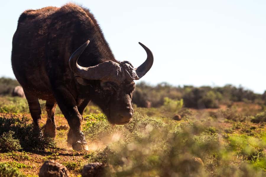 Addo Elephant Full Day Safari / Shore Excursions - Pickup from Gqeberha and nearby towns