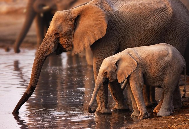 Addo Elephant Full Day Safari with a Traditional South African Braai (BBQ) Lunch - A full Addo safari without an overnight stay