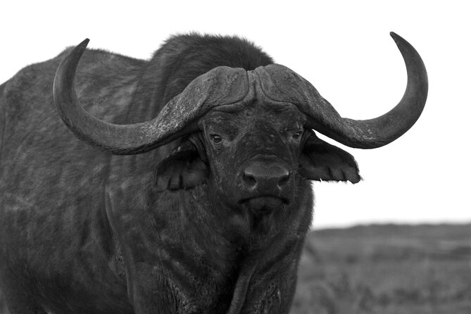 Addo Elephant Full Day Safari with a Traditional South African Braai (BBQ) Lunch - The braai lunch is part of the attraction