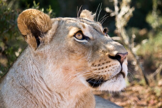 Addo Elephant Full Day Safari with a Traditional South African Braai (BBQ) Lunch - Guides make or break this kind of day