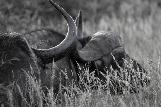 Addo Elephant Full Day Safari with a Traditional South African Braai (BBQ) Lunch - Is $172.25 a fair price?