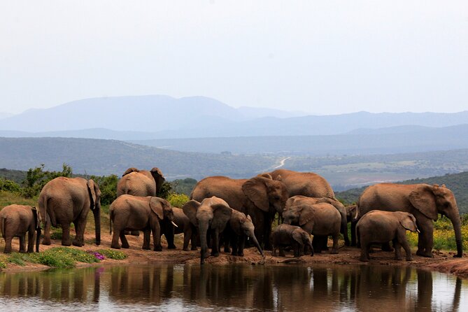 Addo Elephant Full Day Safari with a Traditional South African Braai (BBQ) Lunch - Addo’s early hours: antelope, zebra, and the search for lions