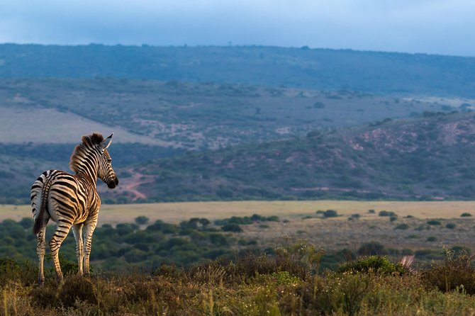 Addo Elephant National Park All Inclusive Full-Day Safari - Riding in the air-conditioned 4x4