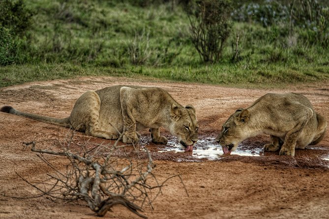 Addo Elephant National Park All Inclusive Full-Day Safari - The first three-hour game drive