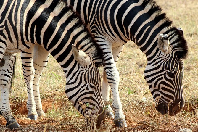 Addo Elephant National Park All Inclusive Full-Day Safari - Lunch inside the park