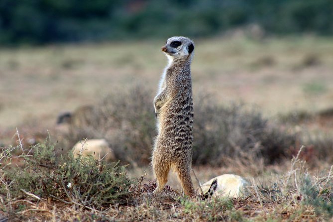 Addo Elephant National Park All Inclusive Full-Day Safari - What makes the guiding valuable