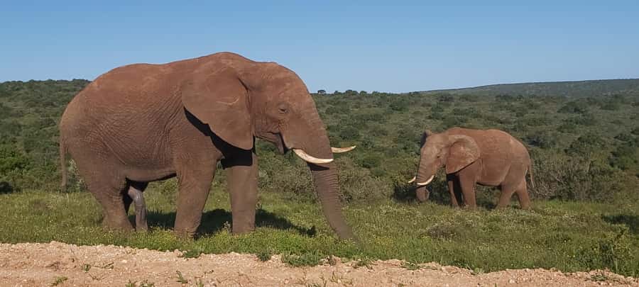 Addo Elephant National Park Full Day Safari with Braai Lunch - What makes this Addo day special