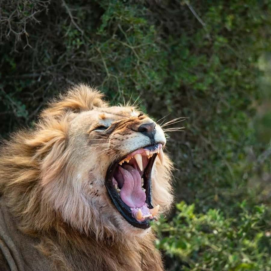 Addo Elephant National Park Full Day Safari with Braai Lunch - Coffee with a view toward the coast