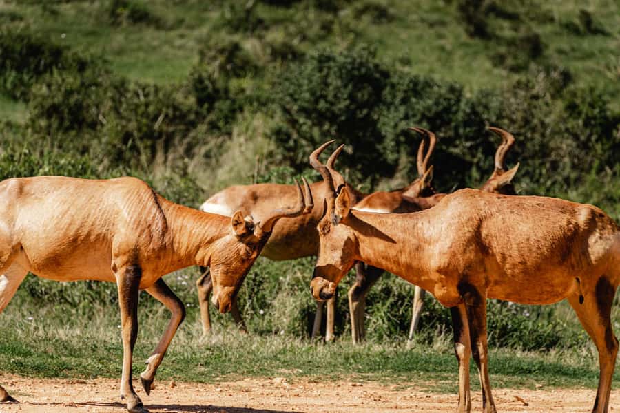 Addo Elephant National Park Full Day Safari with Braai Lunch - Waterholes and the afternoon search