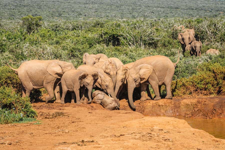 Addo Elephant National Park Full Day Safari with Braai Lunch - What to bring and what to know