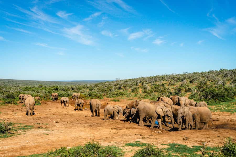 Addo Elephant National Park Full Day Safari with Braai Lunch - Entering through Matyholweni South Gate