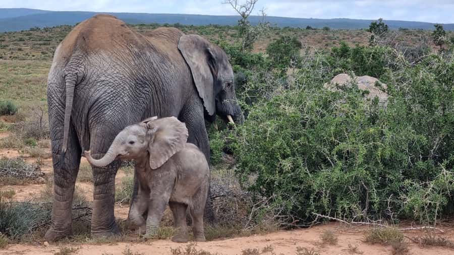 Addo Elephant National Park Game Drive Day Tour With Lunch - Key points to know before you book
