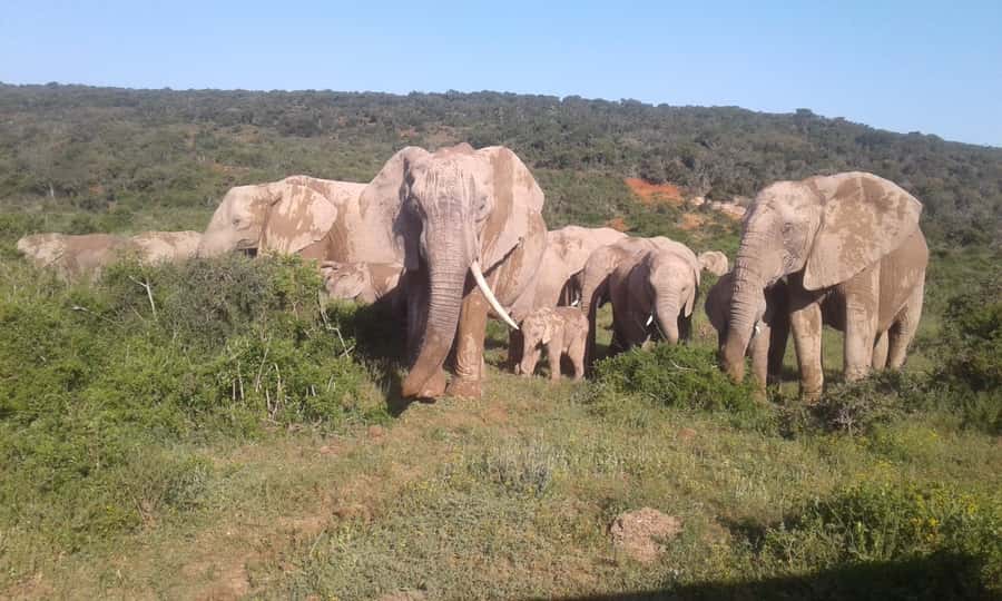Addo Elephant National Park Game Drive Day Tour With Lunch - Why Addo is a fine choice for a one-day safari