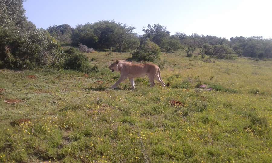 Addo Elephant National Park Game Drive Day Tour With Lunch - The afternoon drive and the final chance at wildlife