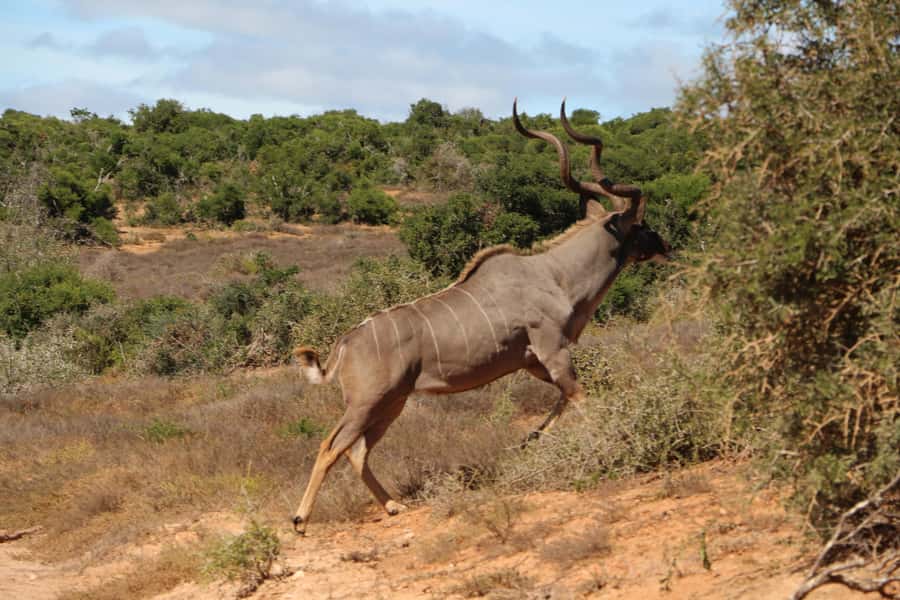 Addo Elephant National Park Game Drive Day Tour With Lunch - Is $236 good value for seven hours?