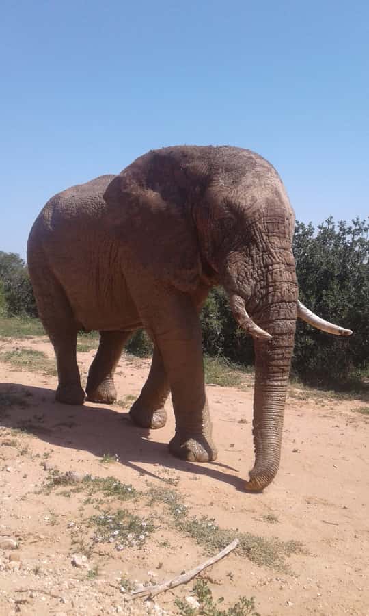 Addo Elephant National Park Game Drive Day Tour With Lunch - Pickup from Port Elizabeth and the drive to the gate