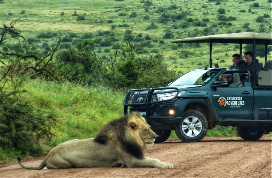 Addo Elephant National Park: Guided Half-Day Safari - Addo’s elephants are the reason to go