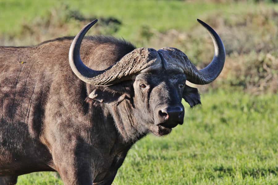 Addo Elephant National Park: Guided Half-Day Safari - Leaving Chrislin African Lodge at 8:30 am