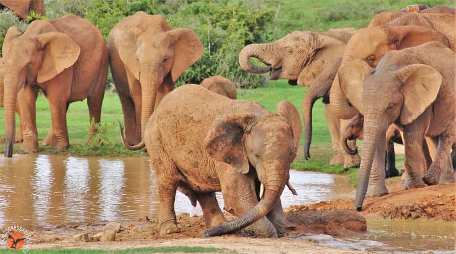 Addo Elephant National Park: Guided Half-Day Safari - How the wildlife search works