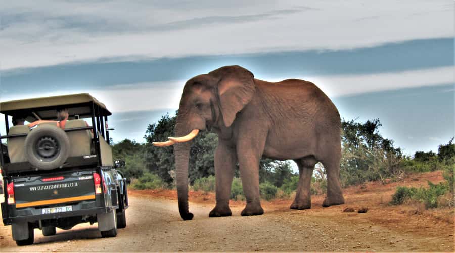Addo Elephant National Park: Guided Half-Day Safari - The guide makes the difference