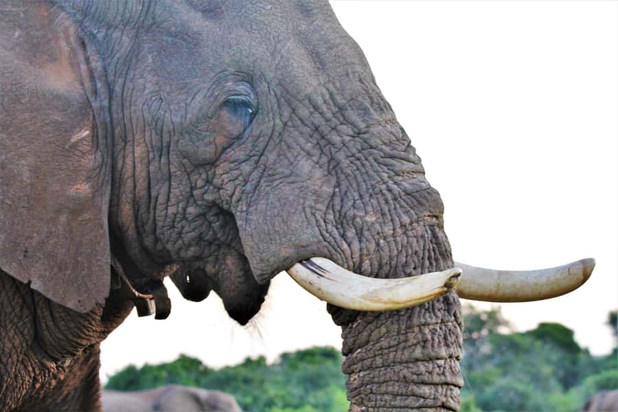 Addo Elephant National Park: Guided Half-Day Safari - Four hours, and what that means for value