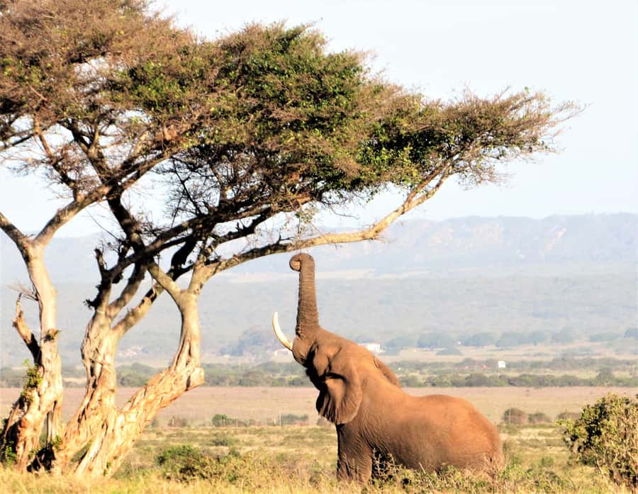 Addo Elephant National Park: Guided Half-Day Safari - Weather, comfort, and what to pack