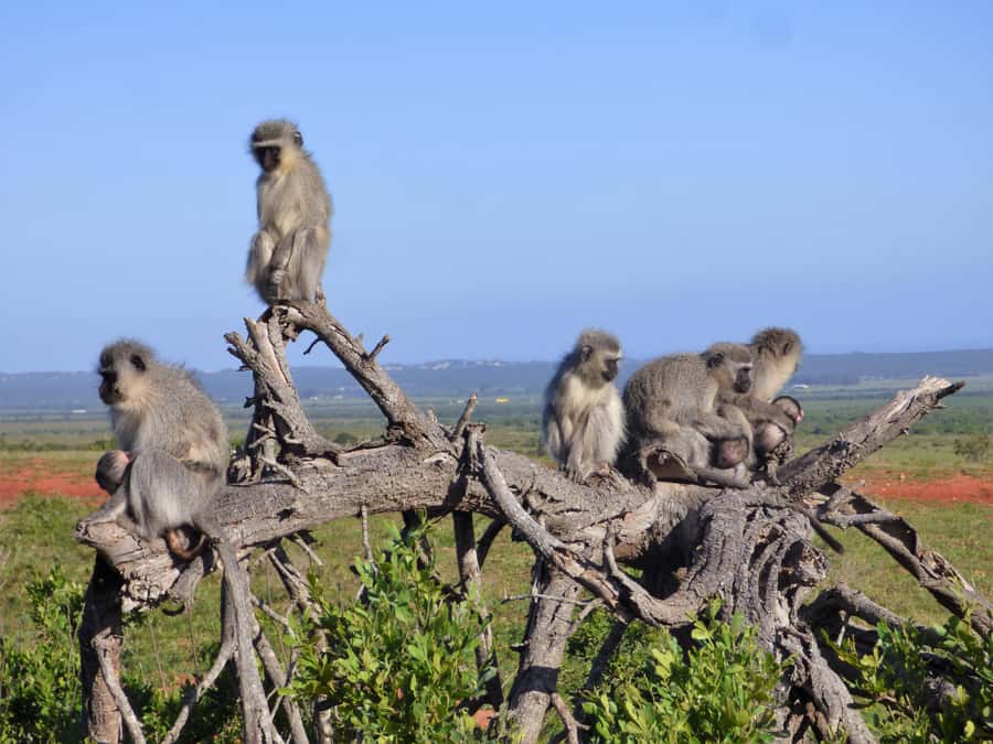 Addo Elephant National Park: Guided Half-Day Safari - Booking, cancellation, and the small details