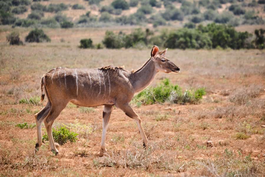 Addo Elephant National Park: Guided Half-Day Safari - Should you book it?