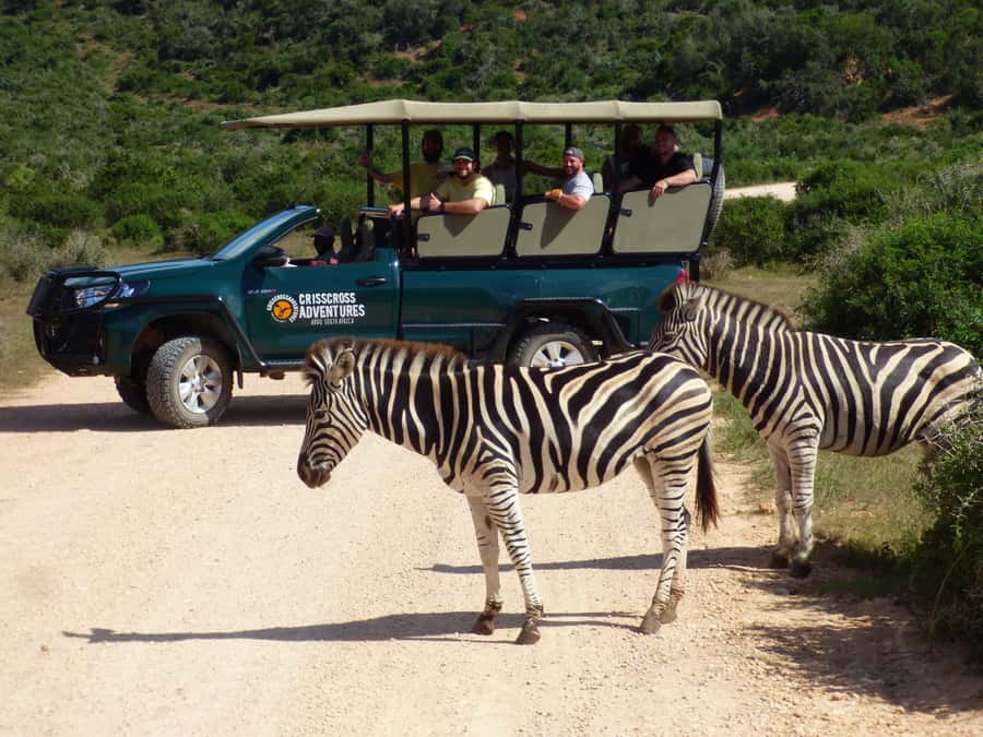 Addo Elephant National Park: Guided Half-Day Safari - What the open vehicle adds