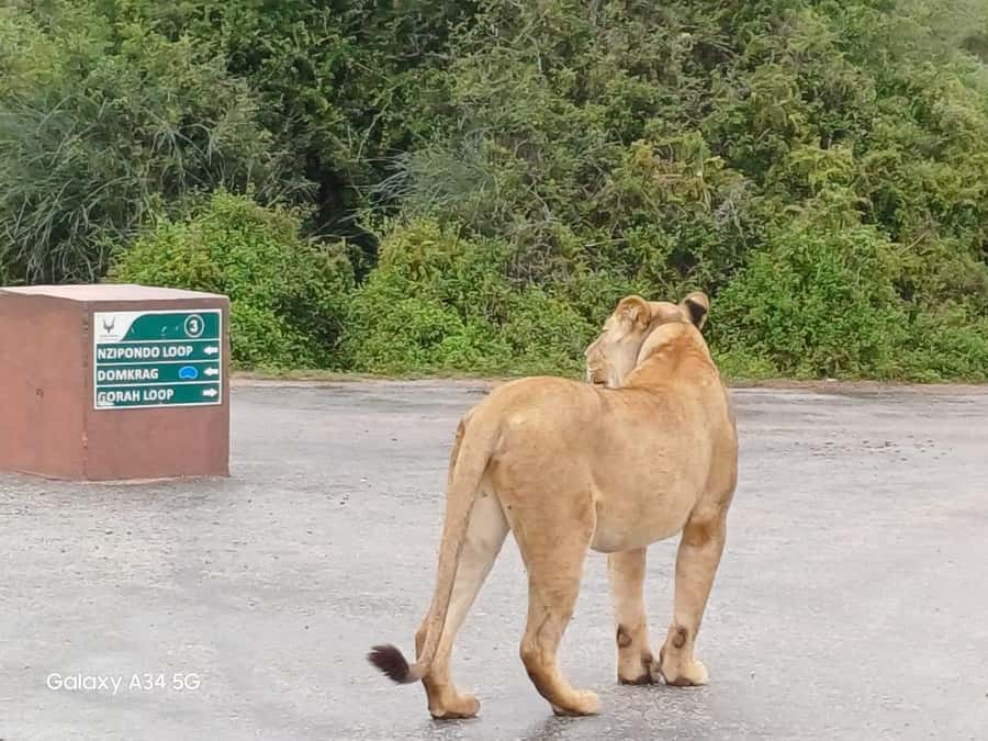 : Addo Elephant National Park Safari Half Day - A four-hour introduction to Addo from Port Elizabeth