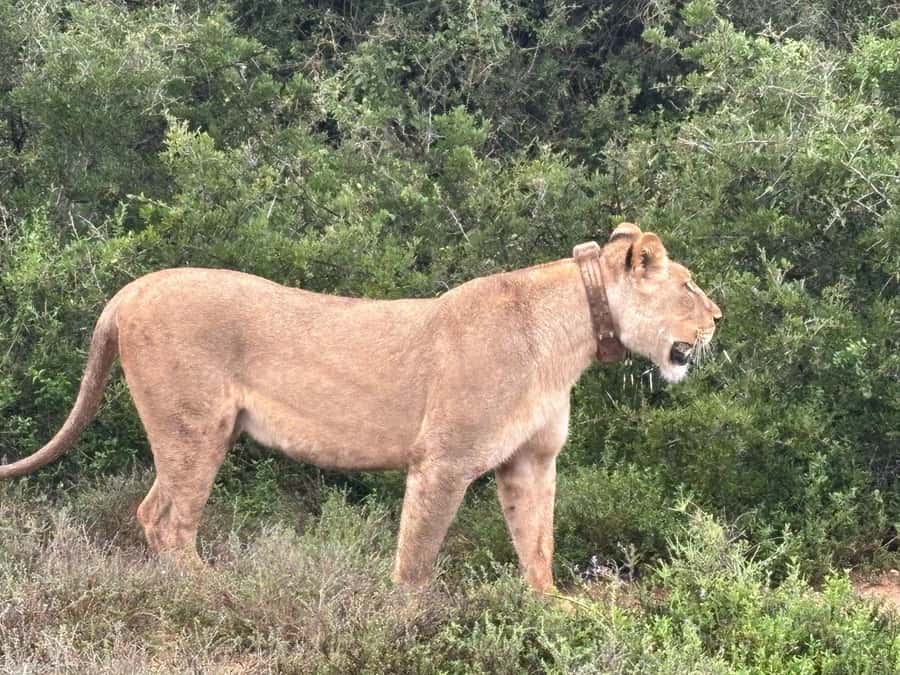 : Addo Elephant National Park Safari Half Day - Entering through Addo’s south gate