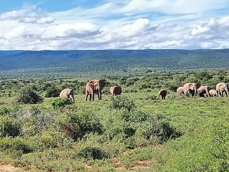 : Addo Elephant National Park Safari Half Day - The vehicle question matters more than it first appears