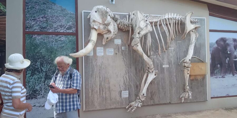 : Addo Elephant National Park Safari Half Day - Snacks, beer, wine, and the missing lunch