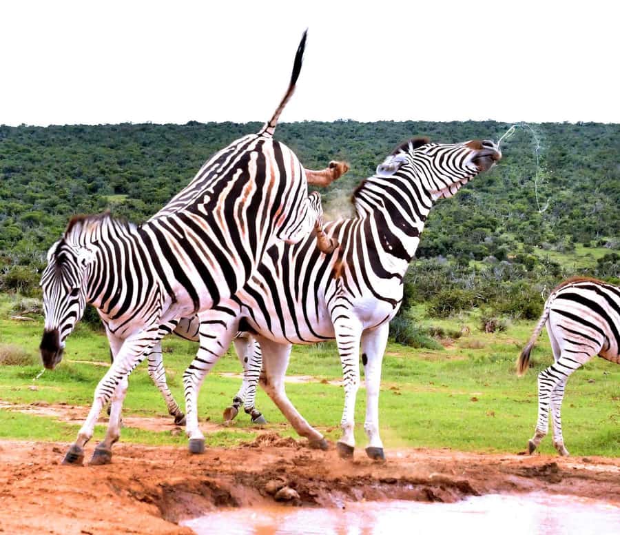 : Addo Elephant National Park Safari Half Day - How the guide shapes the experience