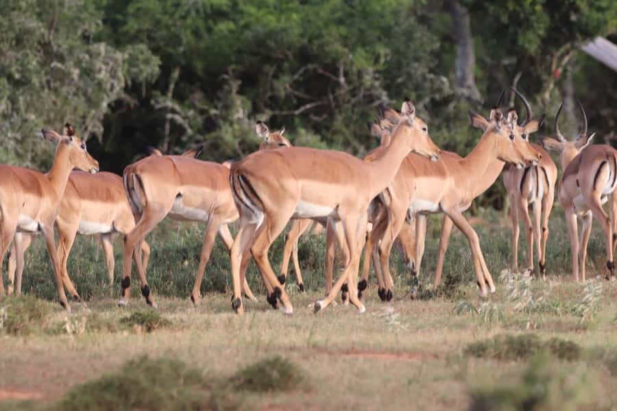 Addo Elephant Park and Giraffe Walk Full Day Safari - Practical details that make the day easier