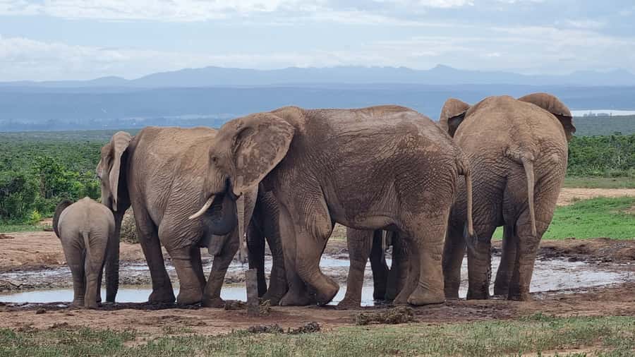 Addo Elephant Park and Giraffe Walk Full Day Safari - Why this Addo day is different
