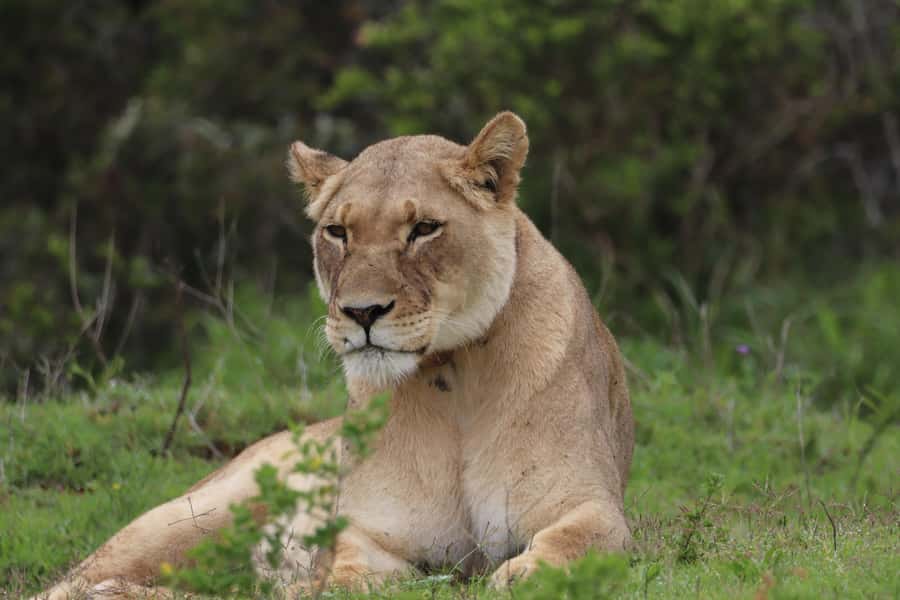 Addo Elephant Park and Giraffe Walk Full Day Safari - Six hours among Addo’s elephants