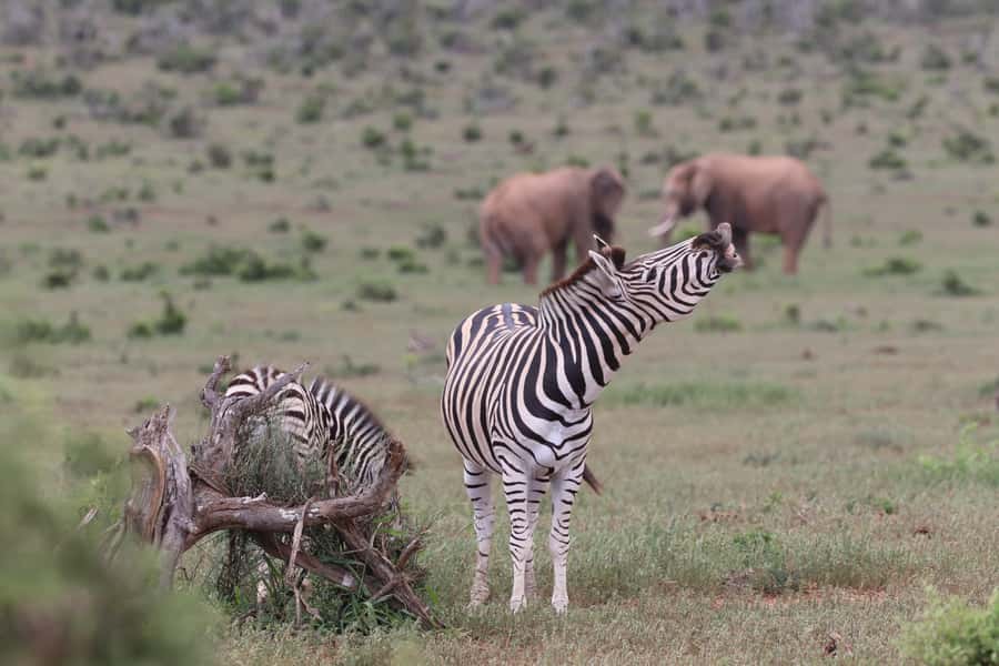 Addo Elephant Park and Giraffe Walk Full Day Safari - What the animal sightings can really mean