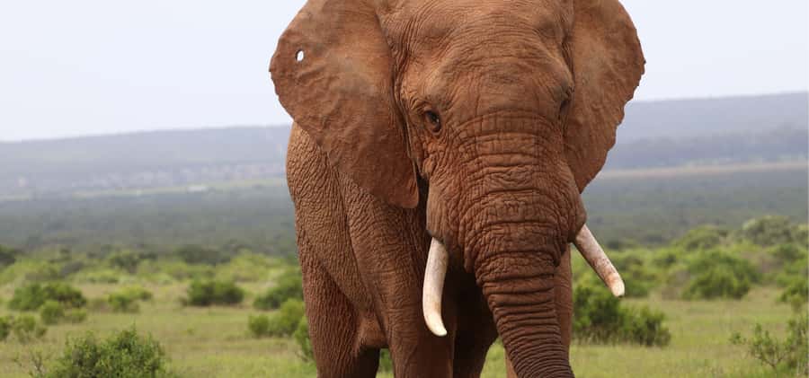 Addo Elephant Park and Giraffe Walk Full Day Safari - Walking with giraffes in the Sunday’s River Valley